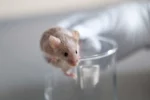 Human organoids developed inside of rat brains-awwaken.com