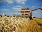 Russia to import 300,000 tonnes of wheat-awwaken.com